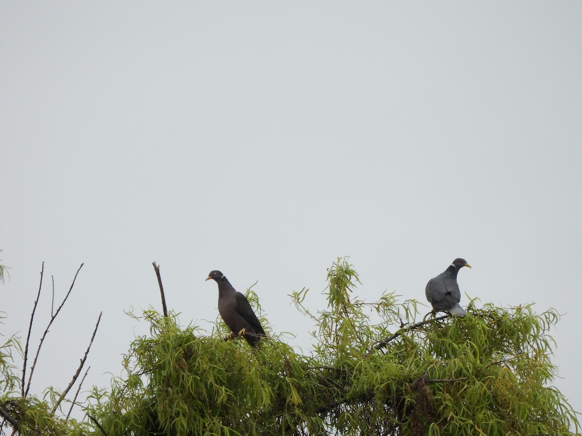 Band-tailed Pigeon - ML639162157