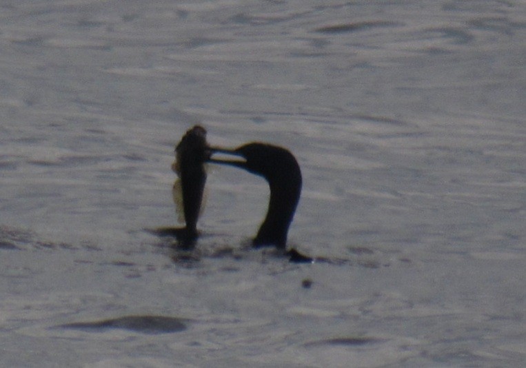 Cormoran pélagique - ML639162186