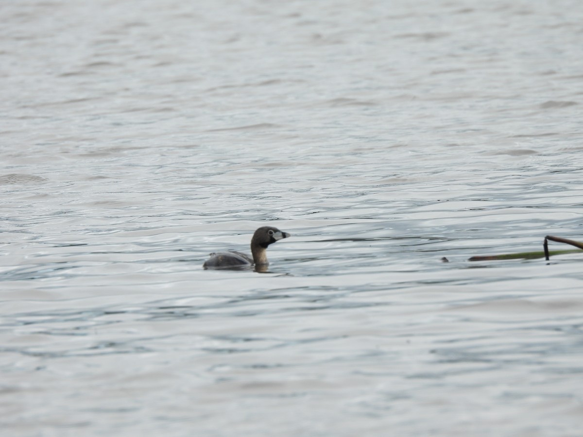 Pied-billed Grebe - ML639162197