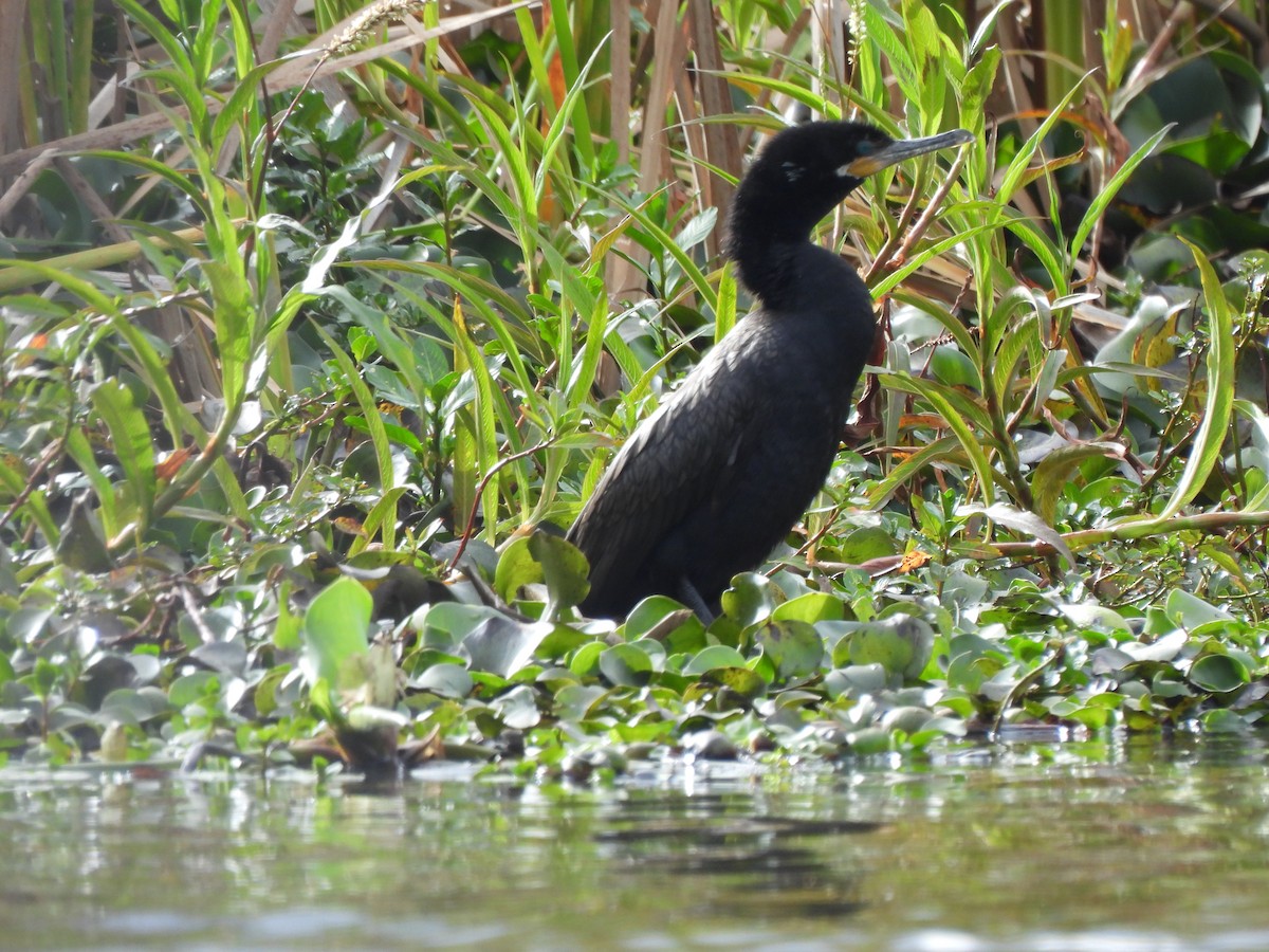 Neotropic Cormorant - ML639162218