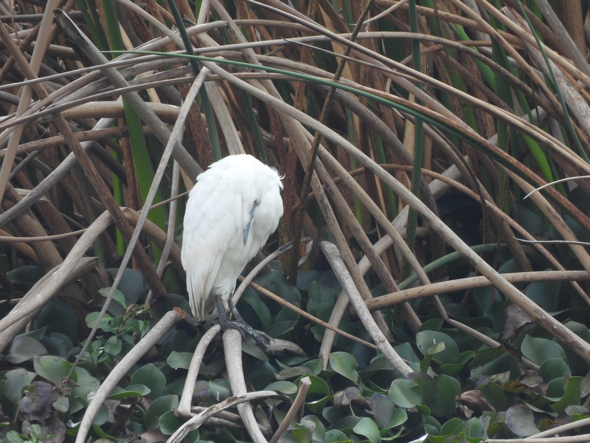 Snowy Egret - ML639162237