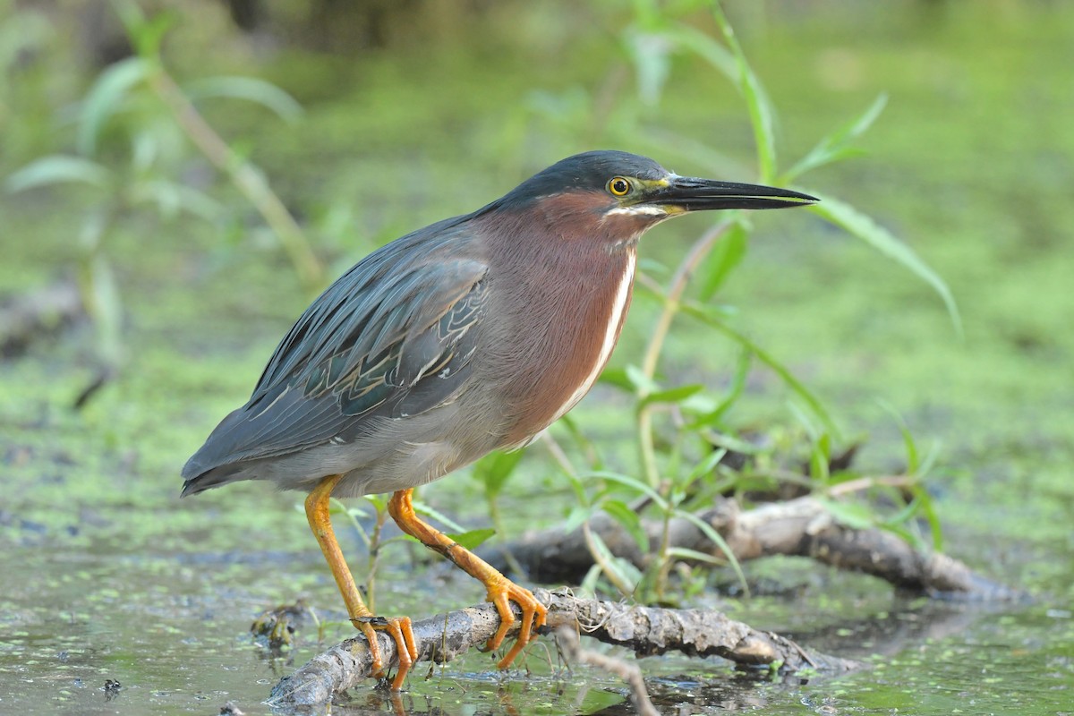 Green Heron - ML639162260