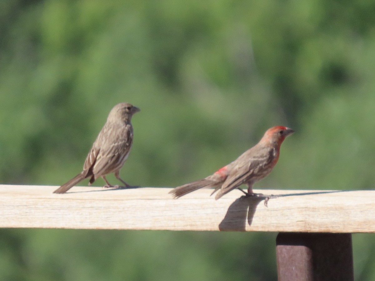 House Finch - ML639162277