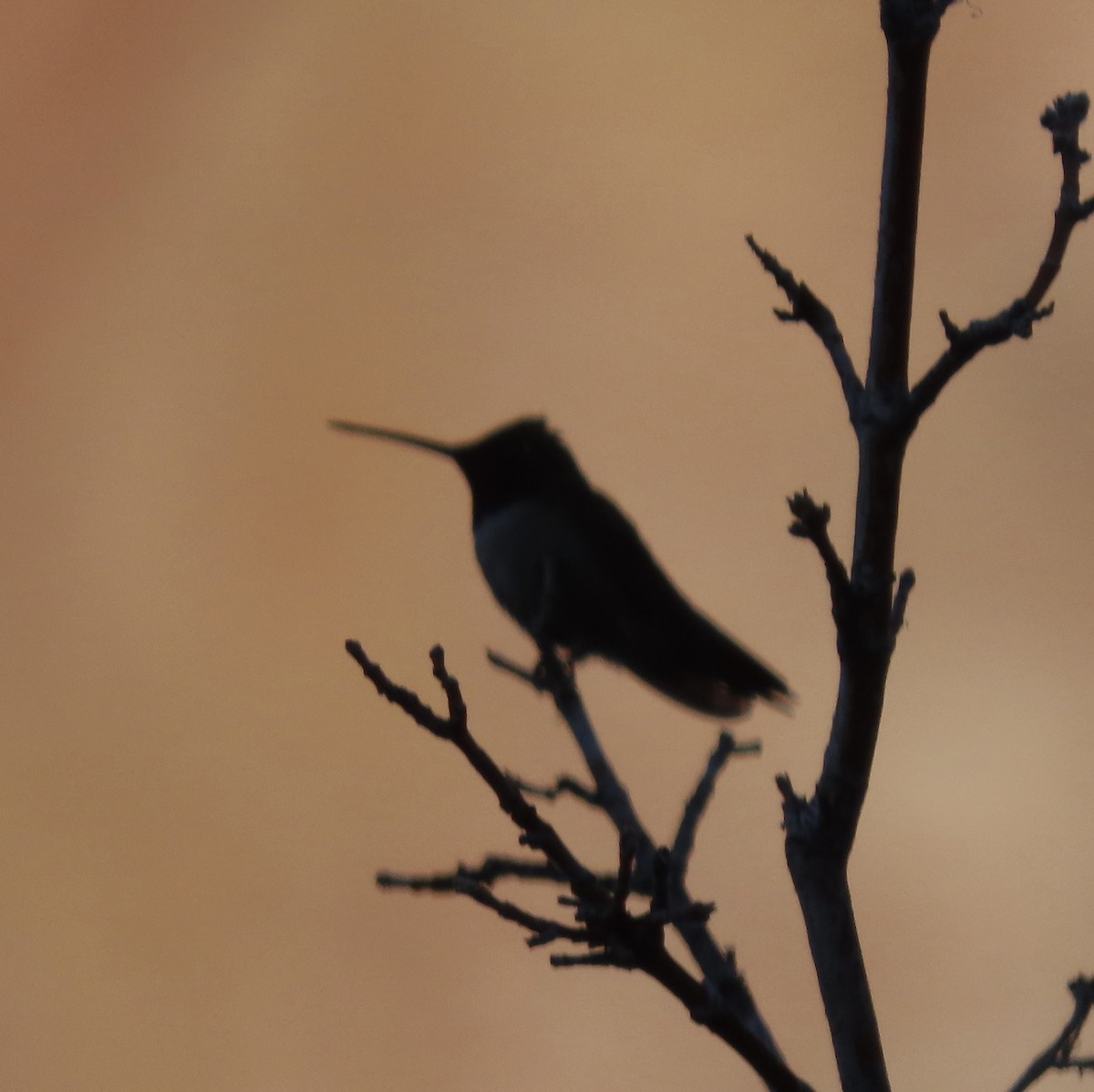 Black-chinned Hummingbird - ML639162305