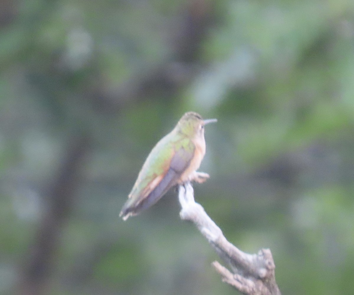 Broad-tailed Hummingbird - ML639162316
