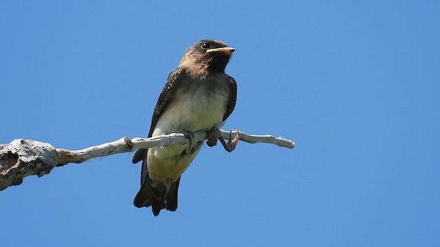 Cliff Swallow - ML639162343