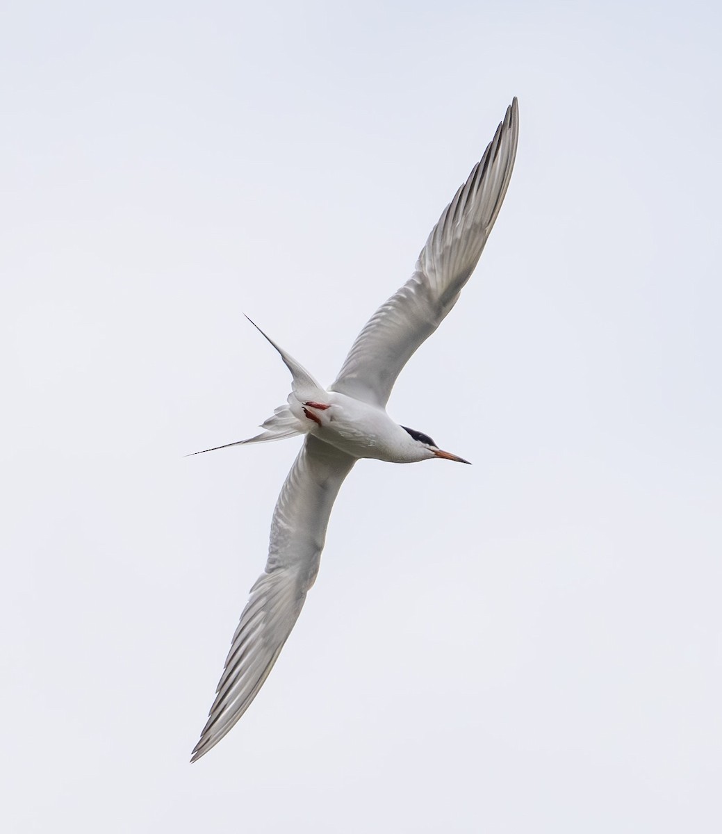 Forster's Tern - ML639162345