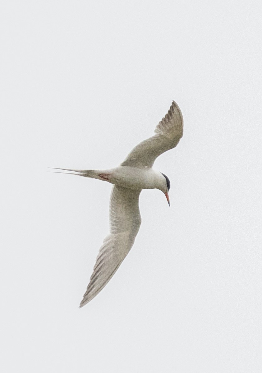 Forster's Tern - ML639162346