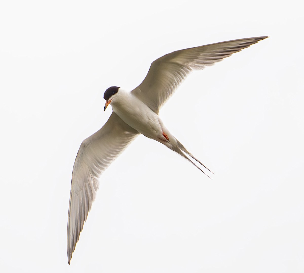 Forster's Tern - ML639162347