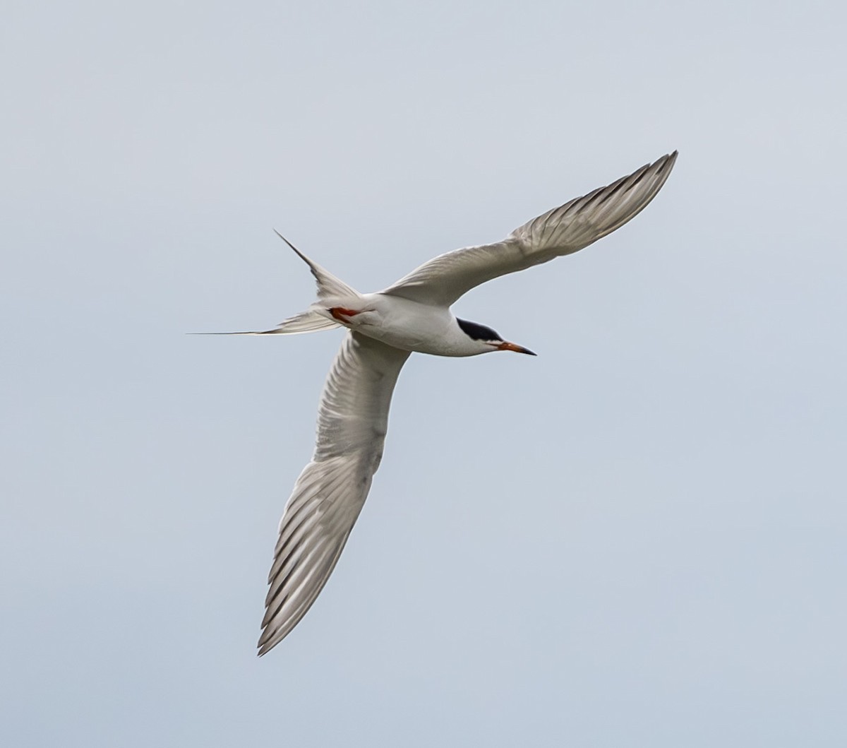 Forster's Tern - ML639162348
