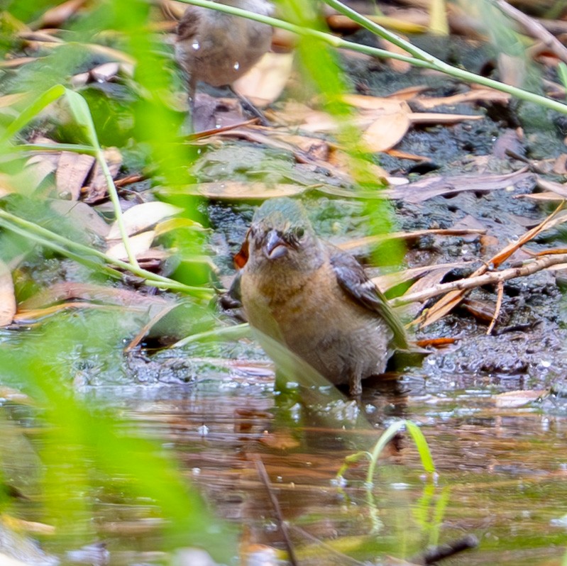 Lazuli Bunting - ML639162361