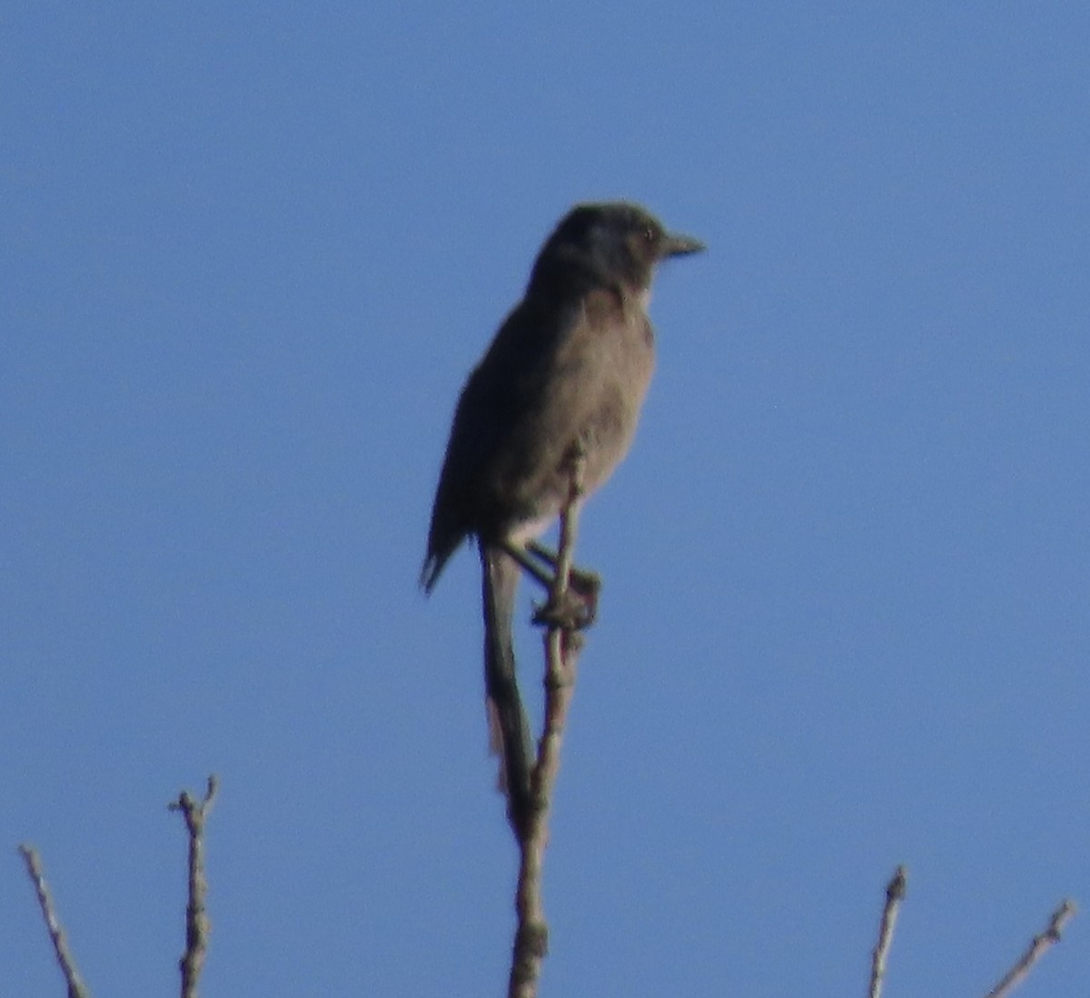 Woodhouse's Scrub-Jay - ML639162364