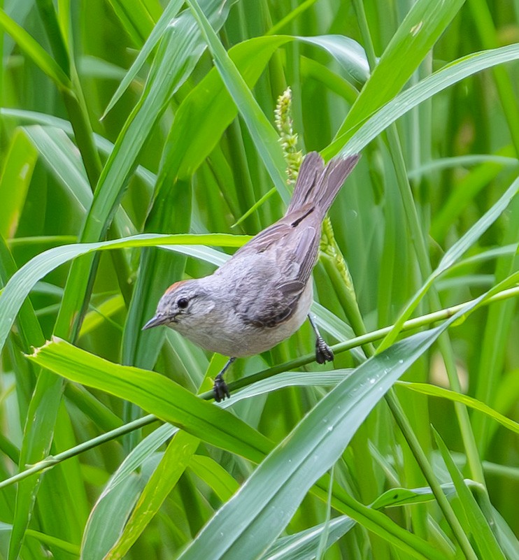 Lucy's Warbler - ML639162372