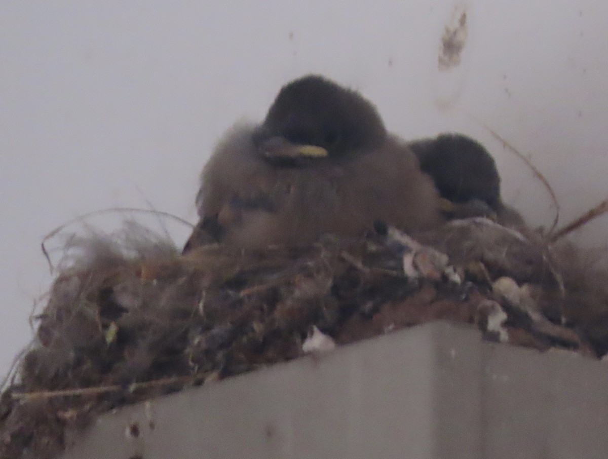 Say's Phoebe - ML639162376