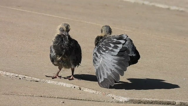 Rock Pigeon (Feral Pigeon) - ML639162482
