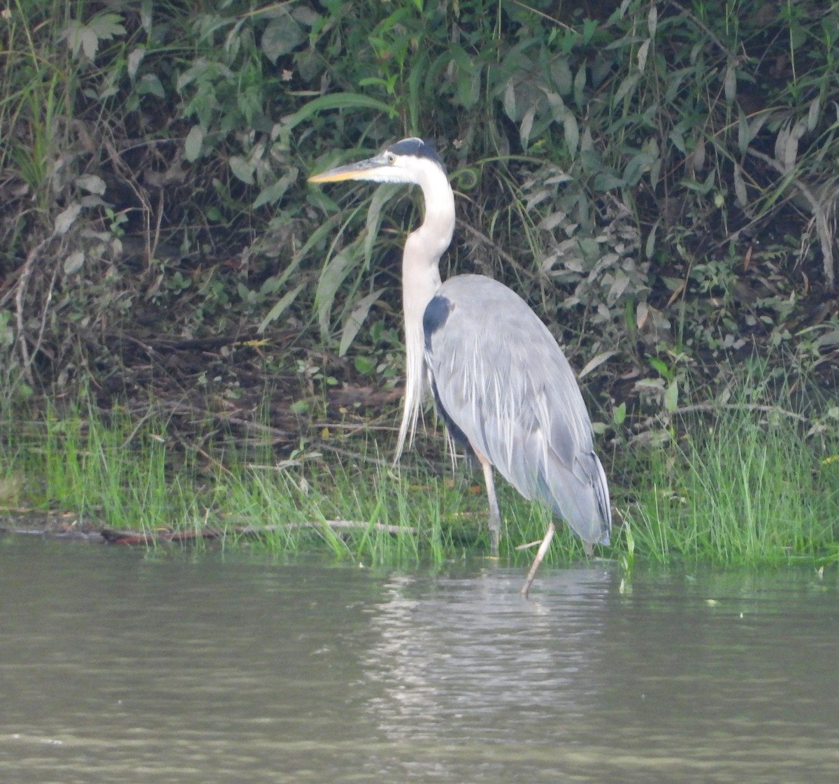 Great Blue Heron - ML639162512