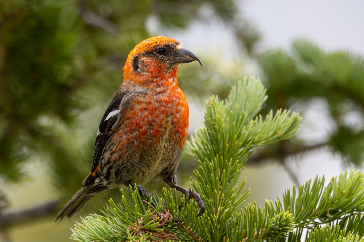 White-winged Crossbill - ML639162596