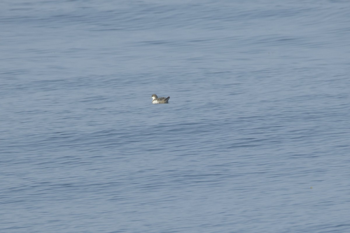 Manx Shearwater - ML639162610
