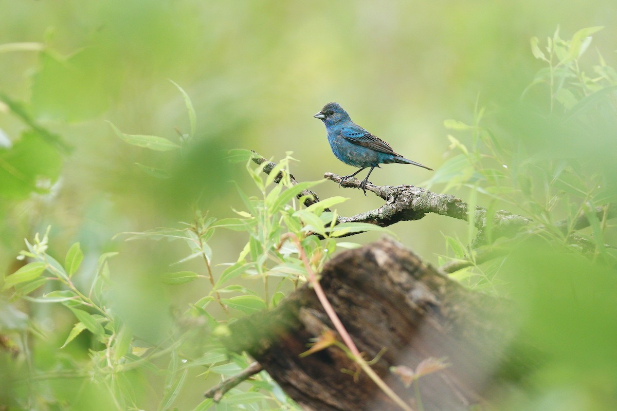Indigo Bunting - ML639162617