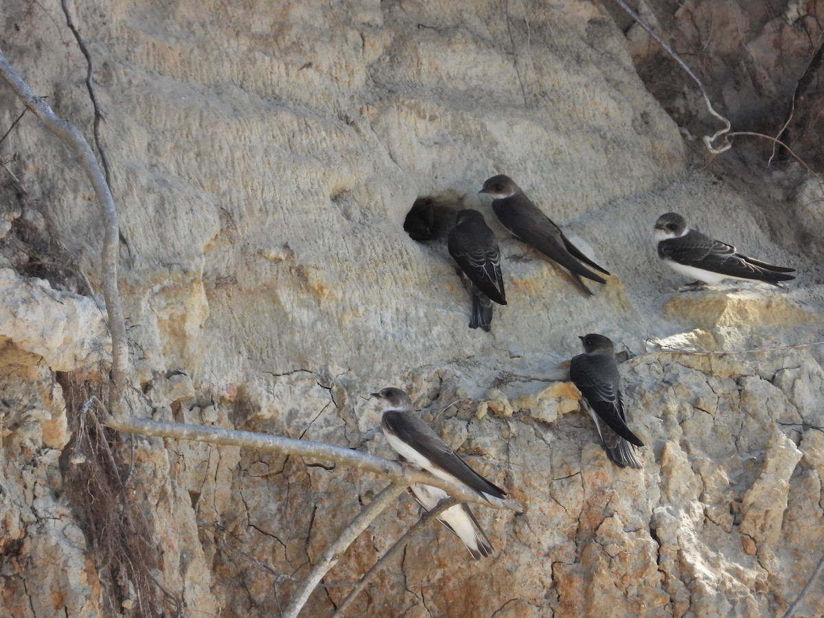 Bank Swallow - ML639162634