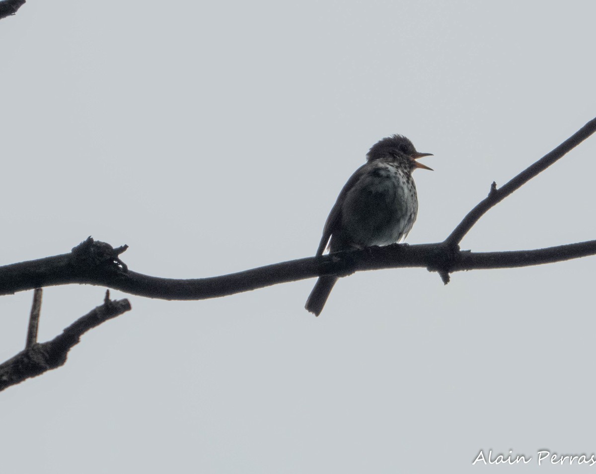 Hermit Thrush - ML639162718