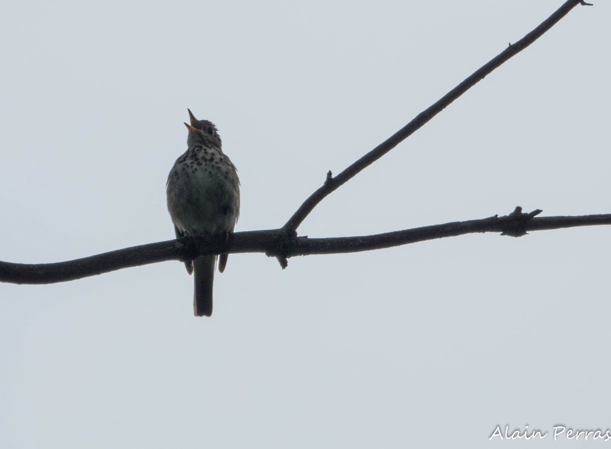 Hermit Thrush - ML639162719