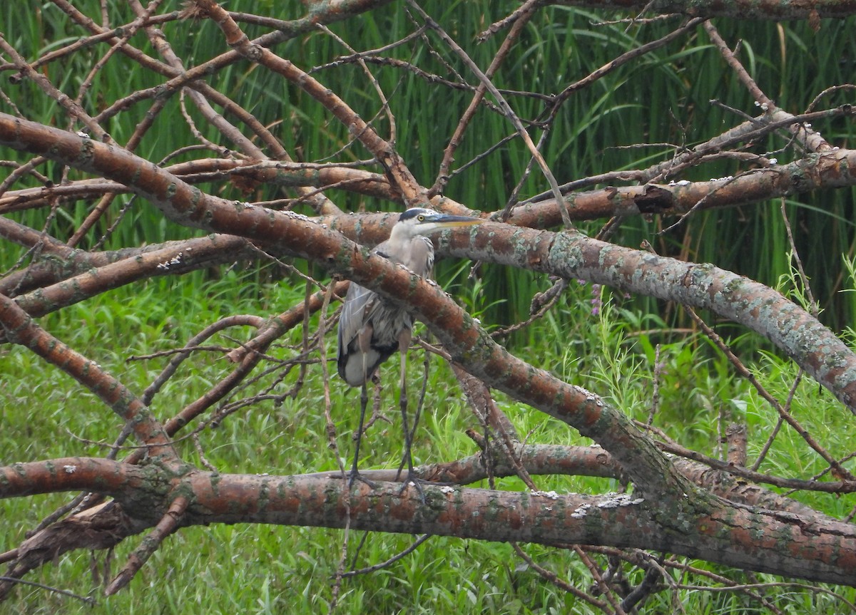 Great Blue Heron - ML639162764