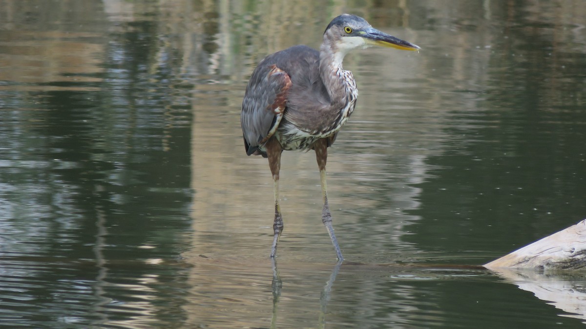 Great Blue Heron - ML639162775