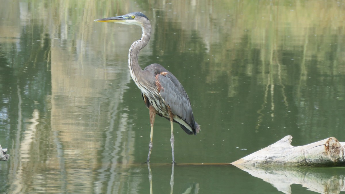 Great Blue Heron - ML639162776