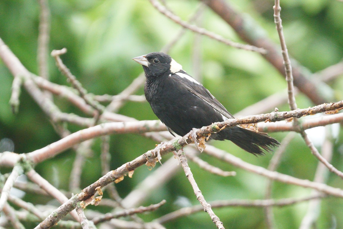 Bobolink - ML639162781