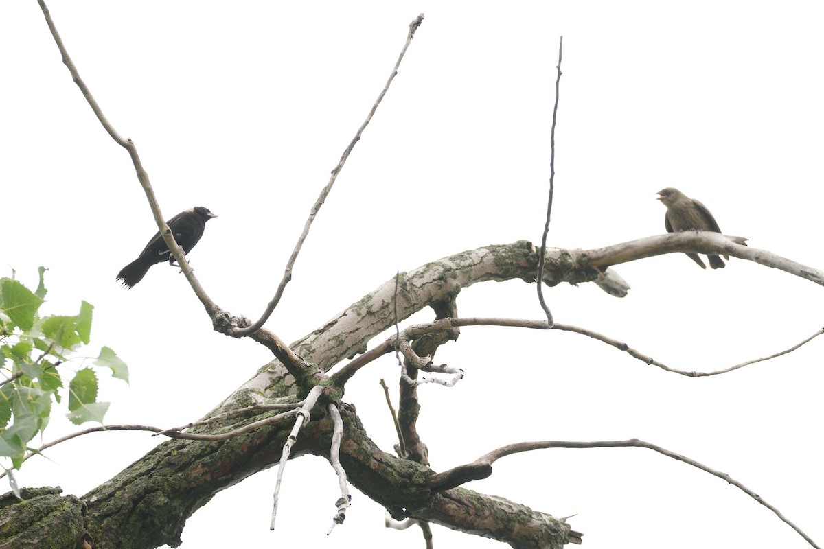 Bobolink - ML639162803