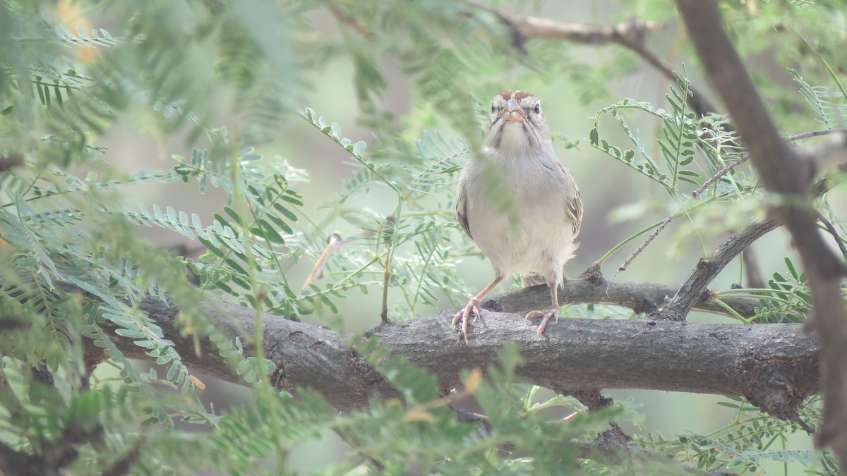Rufous-winged Sparrow - ML639162829