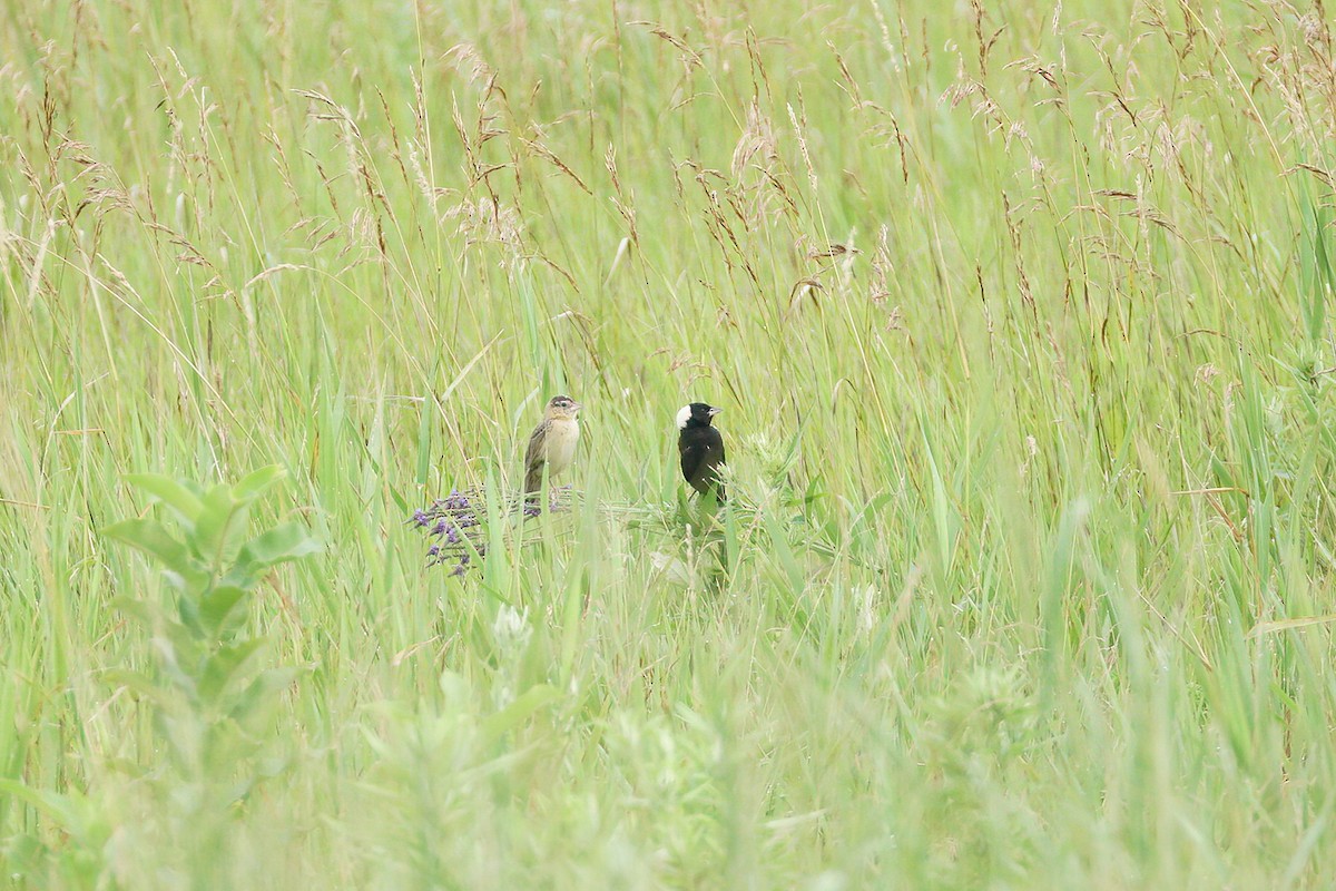 Bobolink - ML639162843
