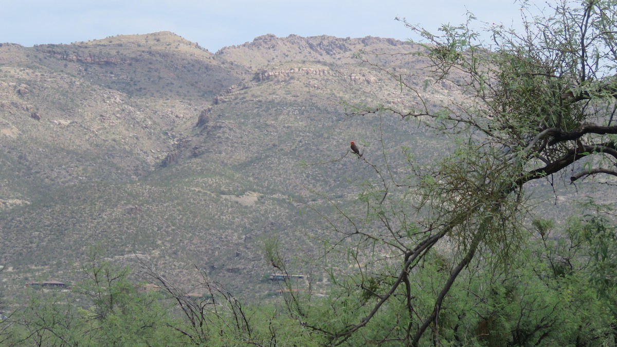 Vermilion Flycatcher - ML639162854