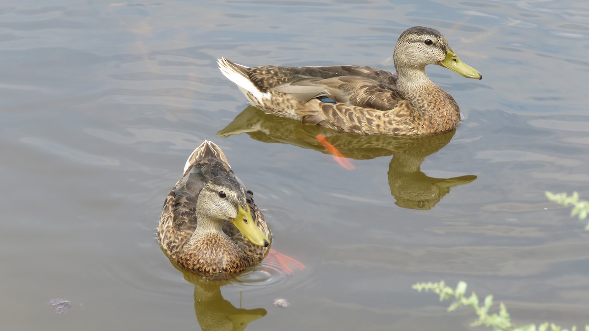 Mallard/Mexican Duck - ML639162868