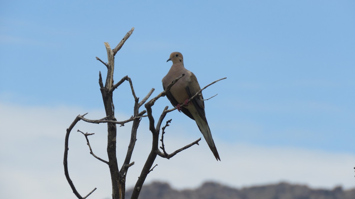 Mourning Dove - ML639162883