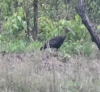 Giant Ibis - ML639163107