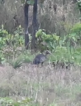 Giant Ibis - ML639163108