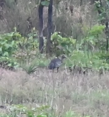 Giant Ibis - ML639163109