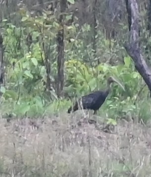 Giant Ibis - ML639163110