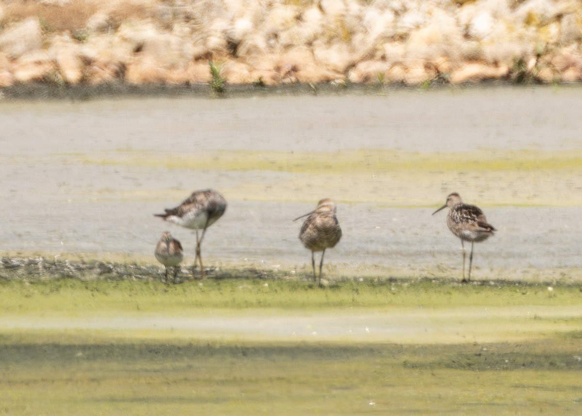 Stilt Sandpiper - ML639163145