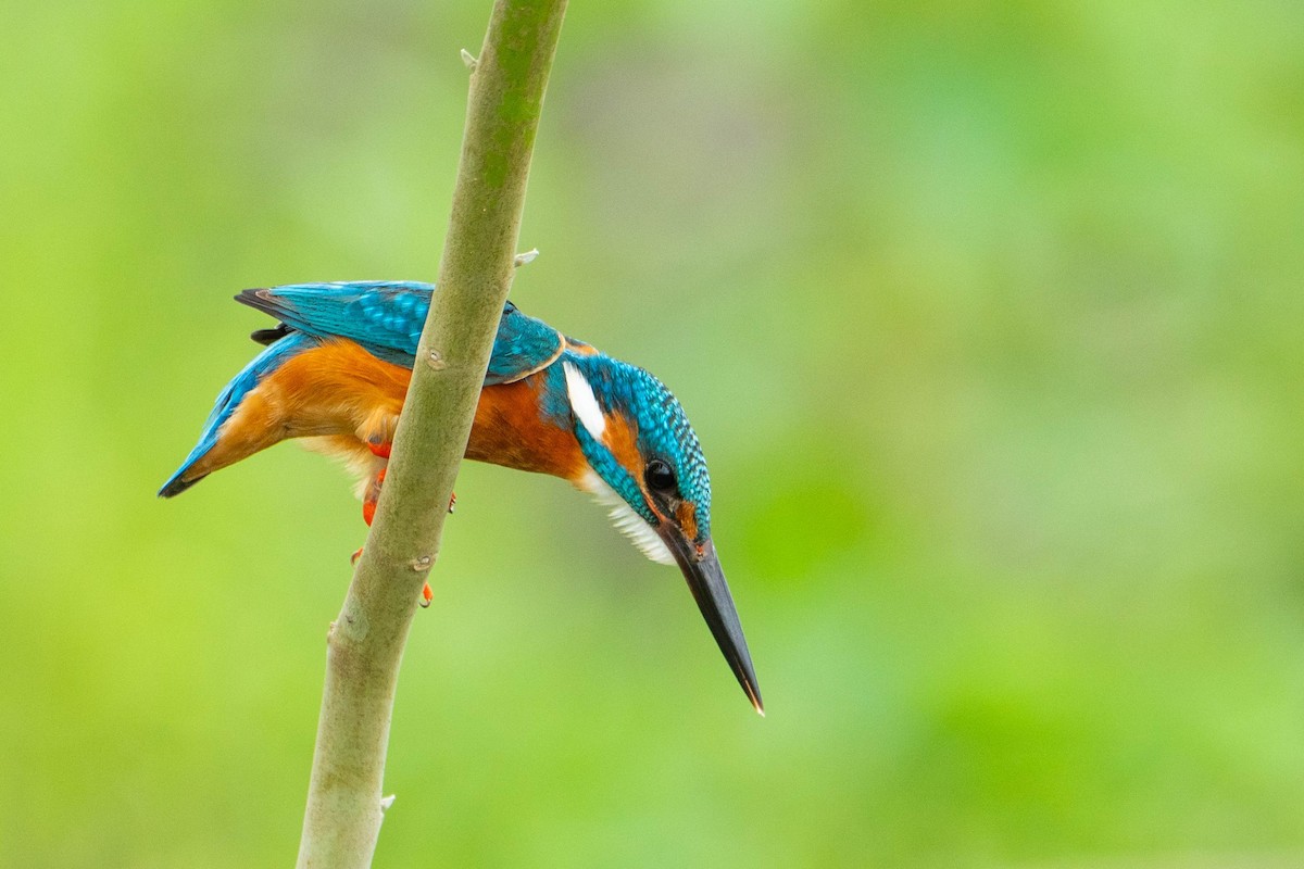 Common Kingfisher - Rahil Patel