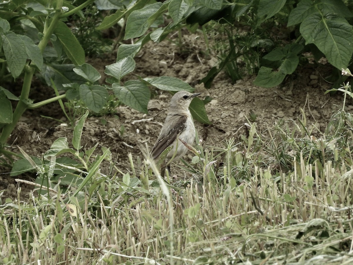 Northern Wheatear - ML639163175