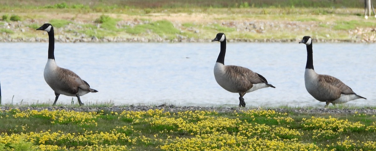 eBird Checklist - 20 Jul 2025 - Pickering Ponds, Rochester - 58 species