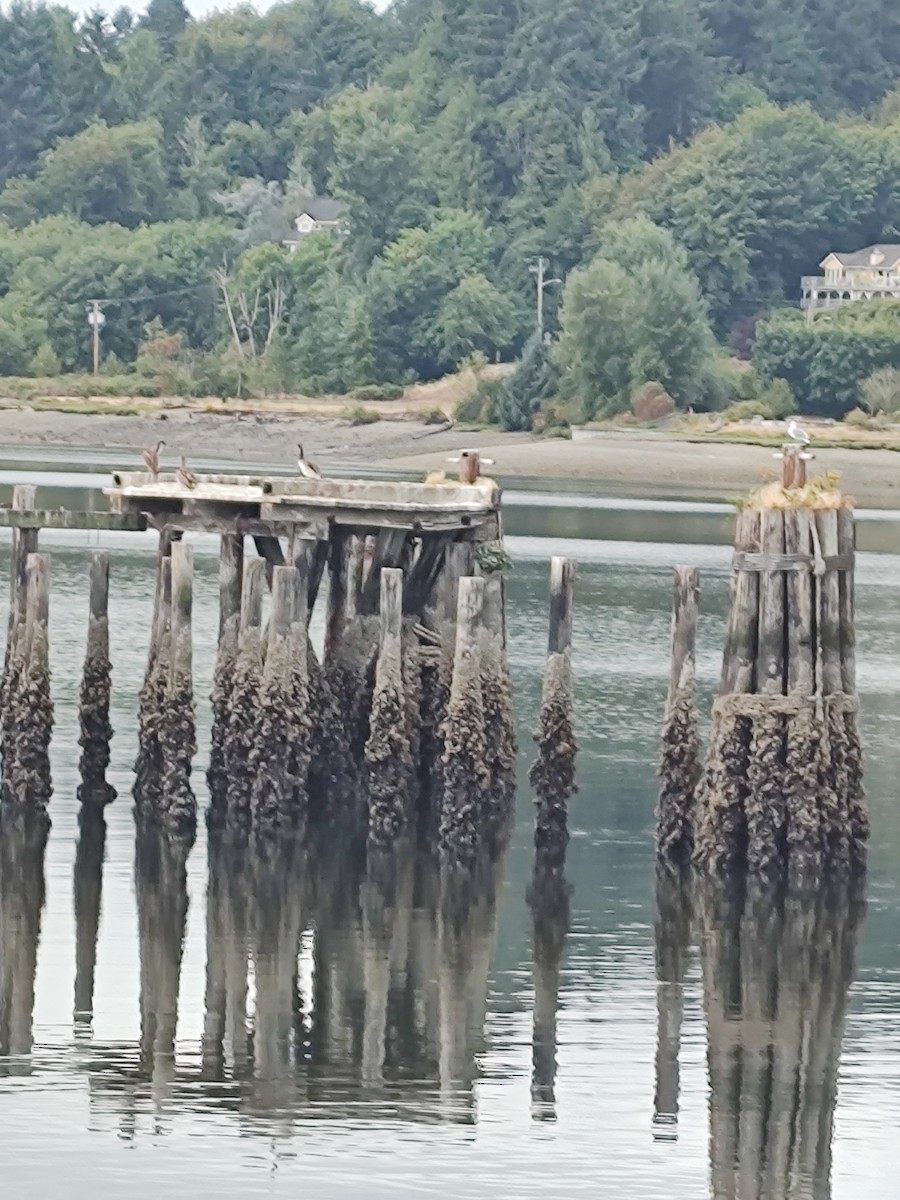 Brown Pelican - ML639163274