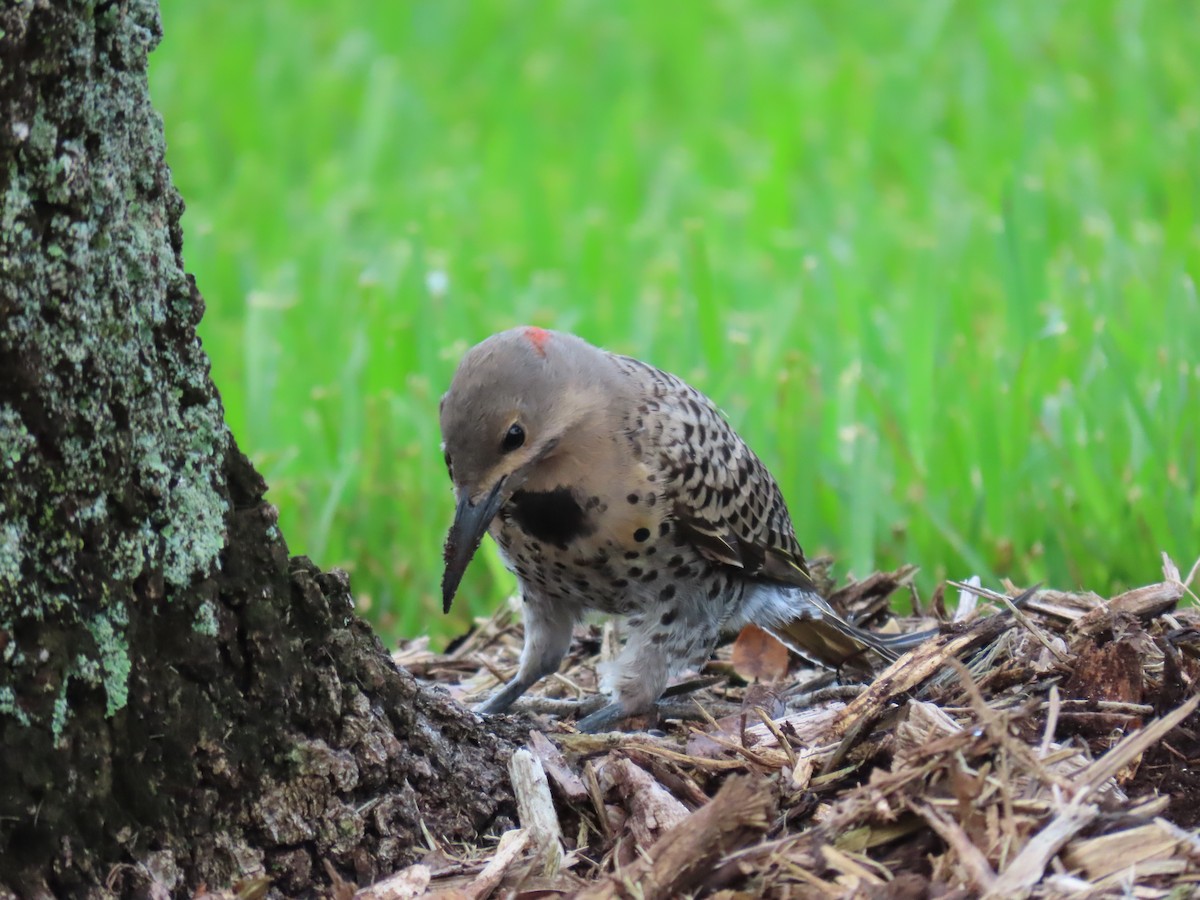 Northern Flicker - ML639163297