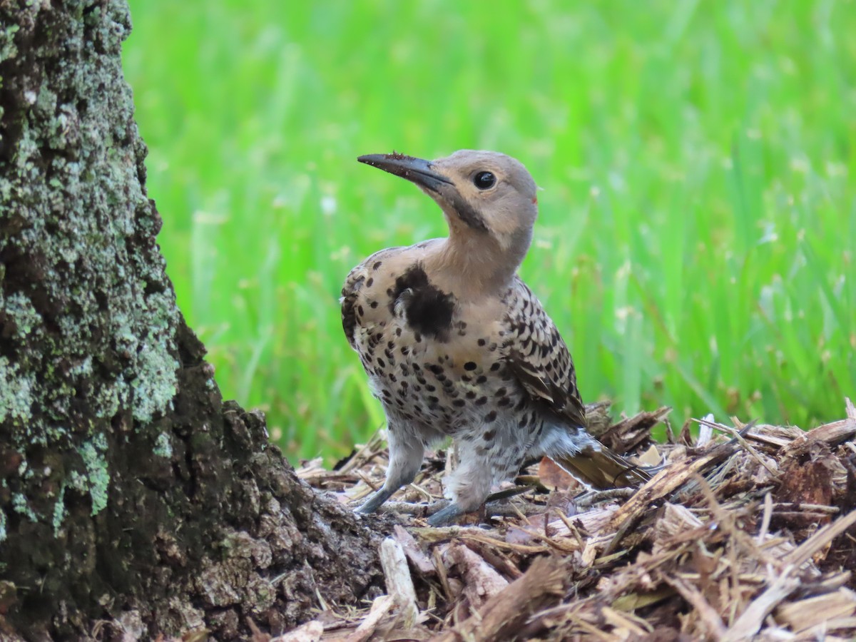 Northern Flicker - ML639163298