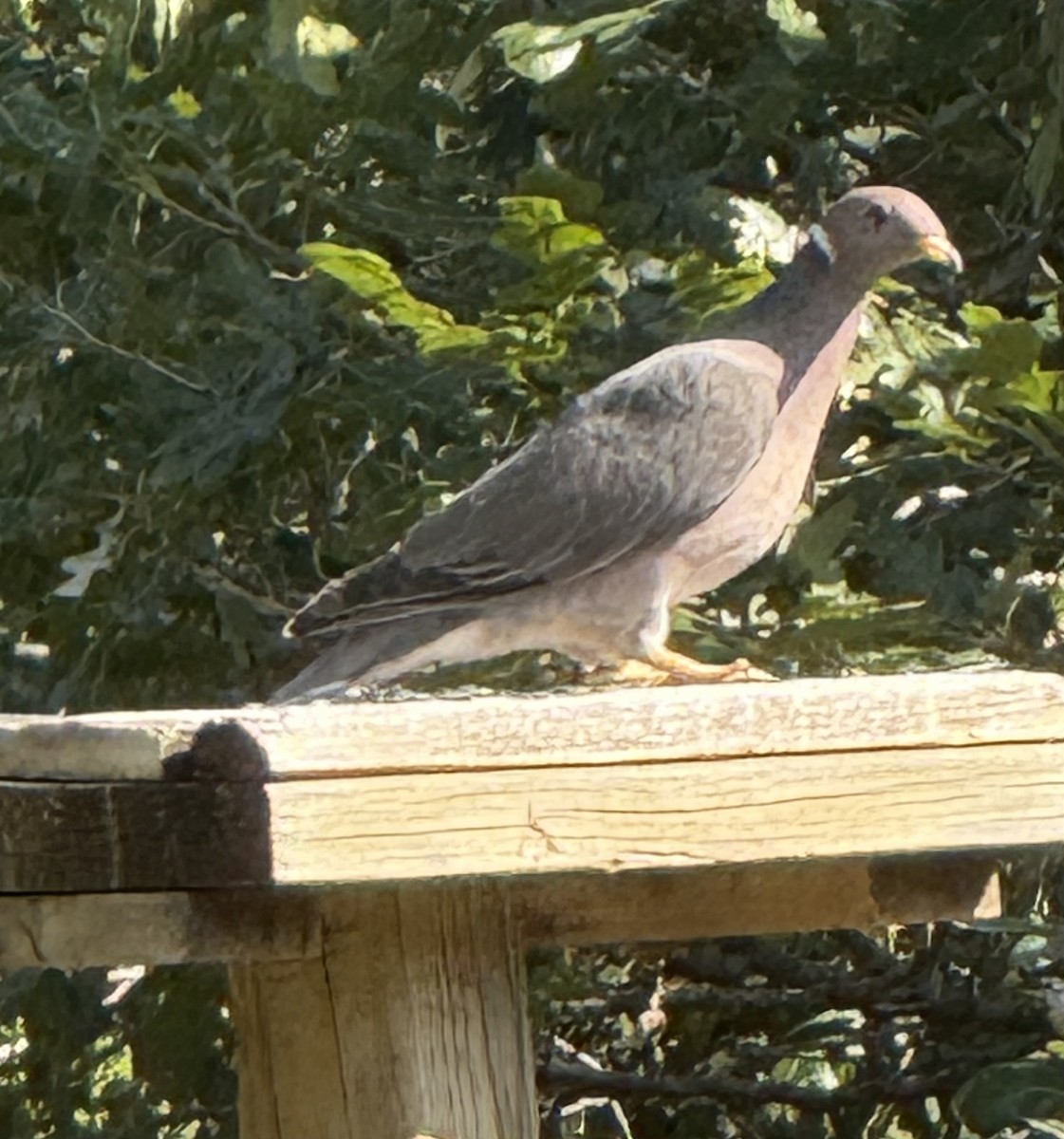 Band-tailed Pigeon - ML639163320