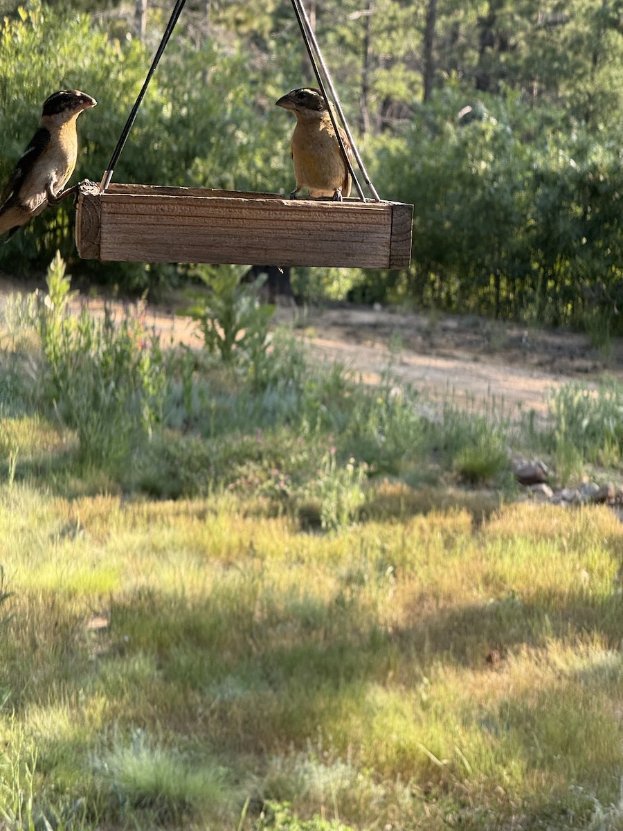 Black-headed Grosbeak - ML639163330