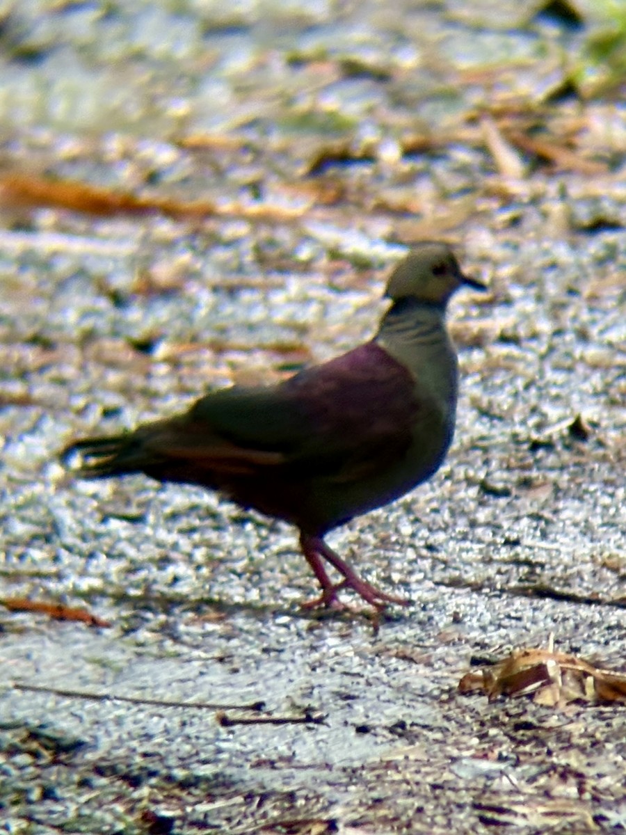 Crested Quail-Dove - ML639163373